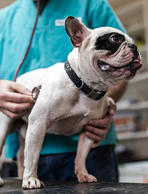 a bulldog being examined at the hospital