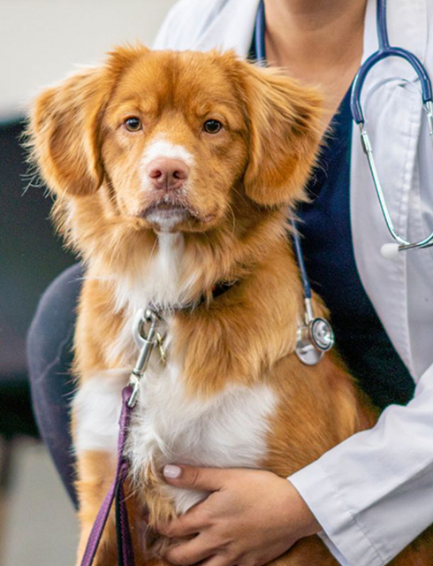 a dog on a leash