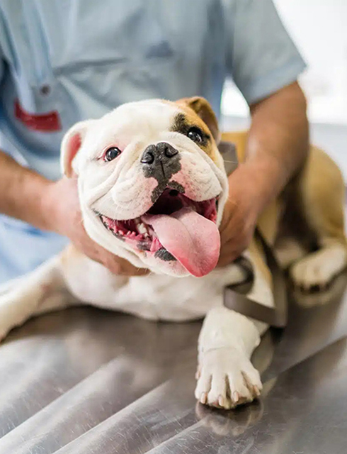 a man is holding a bulldog on a table