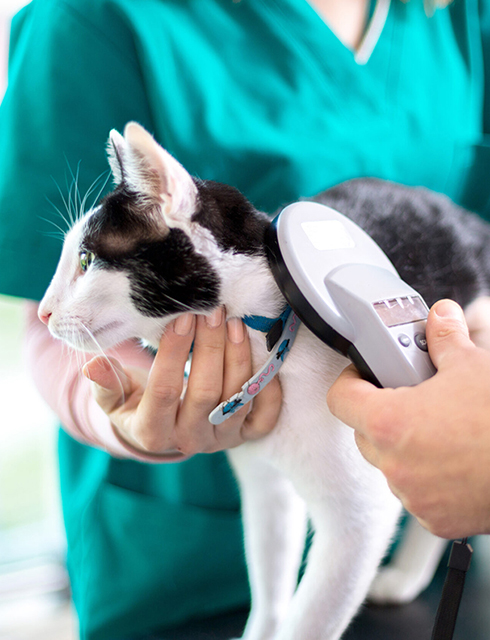 a person holding a cute cat