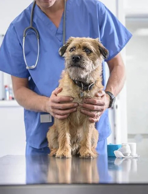 a person in a blue scrubs holding a dog