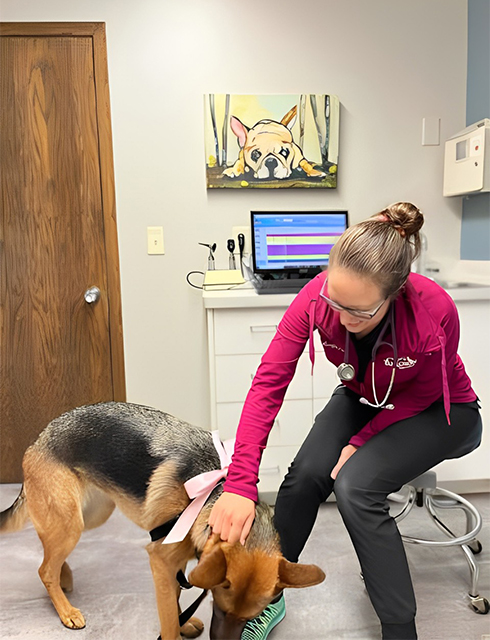 a vet gently pets a dog in a veterinary office