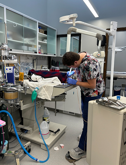 a vet is concentrating on her tasks in a room