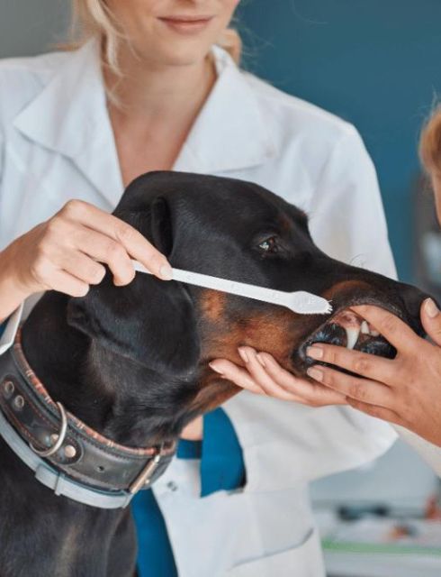 a woman is brushing a dog's teeth with a toothbrush