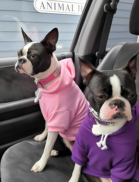 two dogs sitting in a car